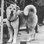 Hachiko-P-309×350