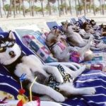 perros-en-la-playa