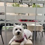 noah-super-top-arroz-pegao