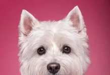 Un duelo que apenas se nombra